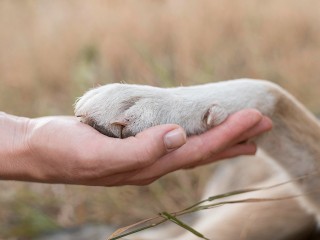 В Дедовске расскажут о собаках-спасателях