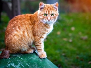 Народный праздник День Макрины: что будет, если прогнать от дома рыжего кота 1 августа