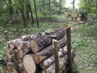 В Истринском лесничестве завершились работы по уборке древесины
