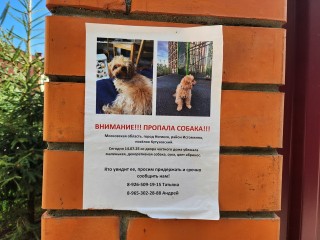 Хозяева редкой собаки третью неделю ищут пропавшего под Ногинском питомца