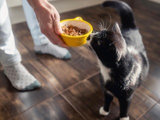 В Дмитрове построят новый цех по производству кормов для животных