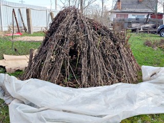 Какие растения категорически нельзя отставлять на участке в саду на зиму