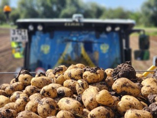 В Луховицах аграрии приступили к уборке картофеля