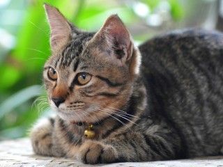 Котенка, два дня сидевшего на дереве, спасли в Солнечногорске