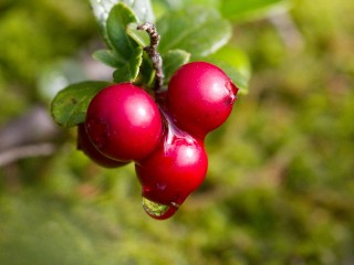 Как не спутать бруснику с ядовитыми двойниками