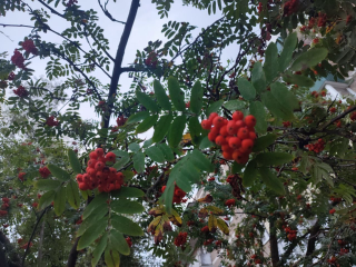 Холодный фронт принесет дожди и до +18° с этого дня в Подмосковье