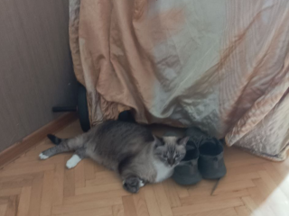 Кошка, которая охраняет кроссовки, стала звездой во Фрязине