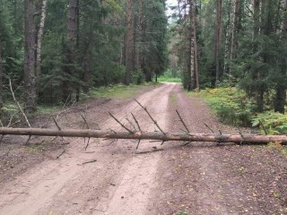 Талдомские лесничие очистили лес от неликвидной древесины близ Марьина
