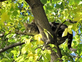 Котов-экстремалов в Подмосковье снимают с высоты альпинисты