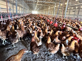 Под Шаховской построили комплекс, который даст миллионы яиц в год