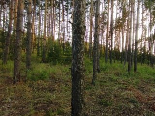 В лесу у поселка Сосновый Бор начались работы по очистке от сухих деревьев