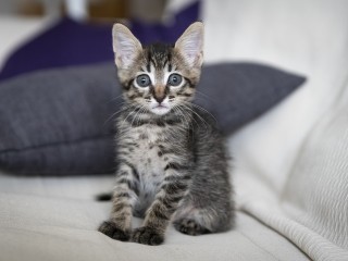 В Долгопрудном ищут любящих хозяев для котенка по имени Бусинка