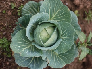 Марганцовка превращает грядки в райские кущи: секрет подмосковных дачников