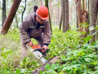 В Воскресенске создают условия для роста молодых лесных насаждений