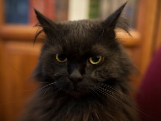 «Кошке-невидимке» ищут дом в Волоколамске