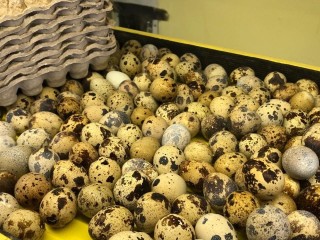 Крупнейший производитель перепелов России отпраздновал юбилей