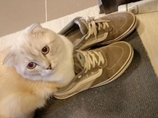 Подписку на фото кота предлагает оформить житель Мытищ