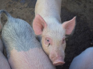 Брошенные свиньи из Шапкино обрели новый дом