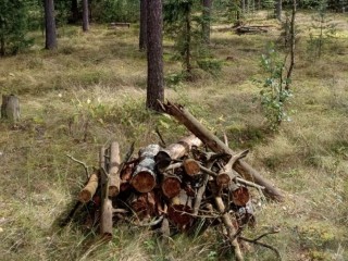 В Орехово-Зуеве уберут неликвидную древесину вдоль трассы М-7