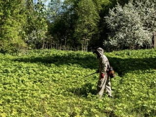 Специалисты обработали 2,6 га земли в районе поселка Сельхозтехника от борщевика