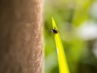 Активность клещей в лесах Подмосковья сохранится до ноября