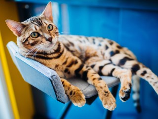 Спасенный с дерева котенок в Солнечногорске ищет дом