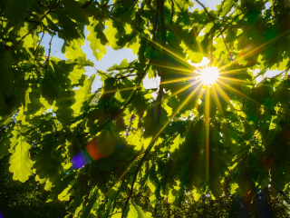 Теплая и солнечная погода порадует жителей Подмосковья в ближайшие дни