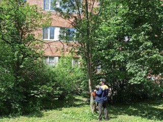 Коммунальщики ликвидируют опасные деревья в подмосковных дворах
