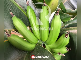Банановый рай: хозяйка из Одинцова выращивает экзотические ягоды дома