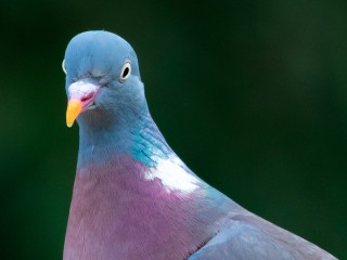 Голубой Кеша совершил побег на свободу в Королеве