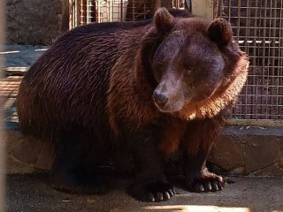 Экологи подыскивают новый дом животным из частного зоопарка Мытищ