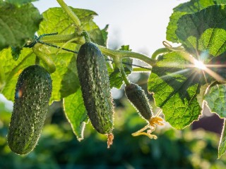 Эта подкормка с молоком и йодом заставит огурцы плодоносить до сентября