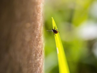 Новая угроза от клещей: в Подмосковье выявлен гранулоцитарный анаплазмоз