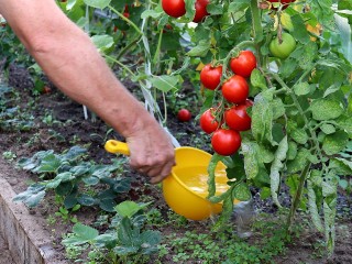В Куровском состоится семейный фестиваль даров природы