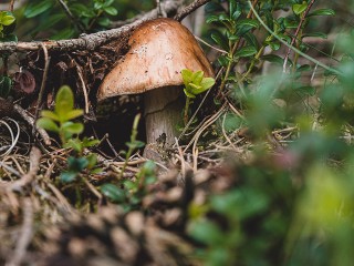 В лесах около Митькина и Сумина любители «тихой охоты» собирают целые корзины белых