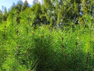 В Дмитровском округе оценили перспективы роста производства саженцев