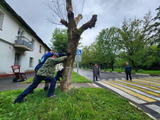 Пугающий пешеходов и водителей канадский клен спилили на Институтской во Фрязине