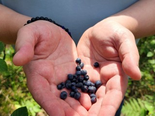 Черника в луховицких лесах сходит, а бруснику обобрали еще до созревания