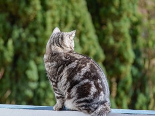 Кошачья драма развернулась на верхних этажах жилого комплекса в Мытищах