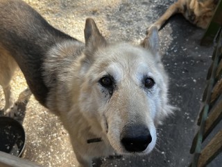 Воскресенские волонтеры собрали 40 кг корма для бездомных животных