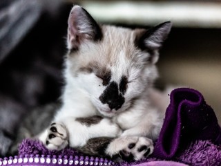 В Лотошине ищут дом для слепых котят