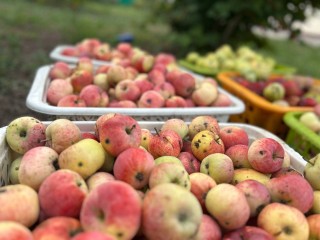 Когда яблоки в Подмосковье становятся особенными