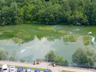 В Пушкино рассказали, почему вода в Серебрянке стала мутно-зеленой