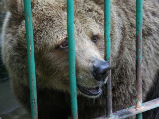 Руководству зоопарка в Троицком рекомендовали передать животных в специальные приюты