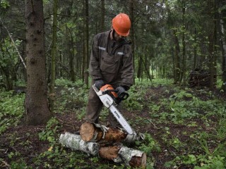 В Истре активно расчищают леса для предотвращения пожаров и болезней деревьев