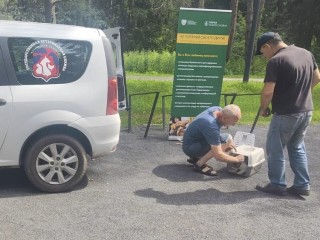 Бесплатная вакцинация животных от бешенства пройдет в Истре 22 августа