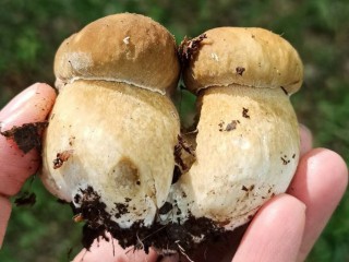 Бум белых грибов начался в Лотошине
