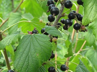Переживут любую зиму: какие кустарники нужно высаживать прямо сейчас