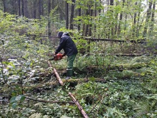 Работы по уборке валежника продолжаются в Новоиерусалимском лесничестве