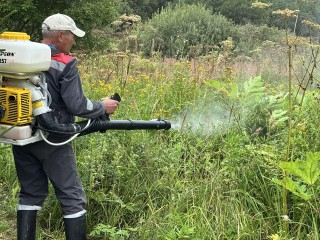 В Судислове избавились от борщевика